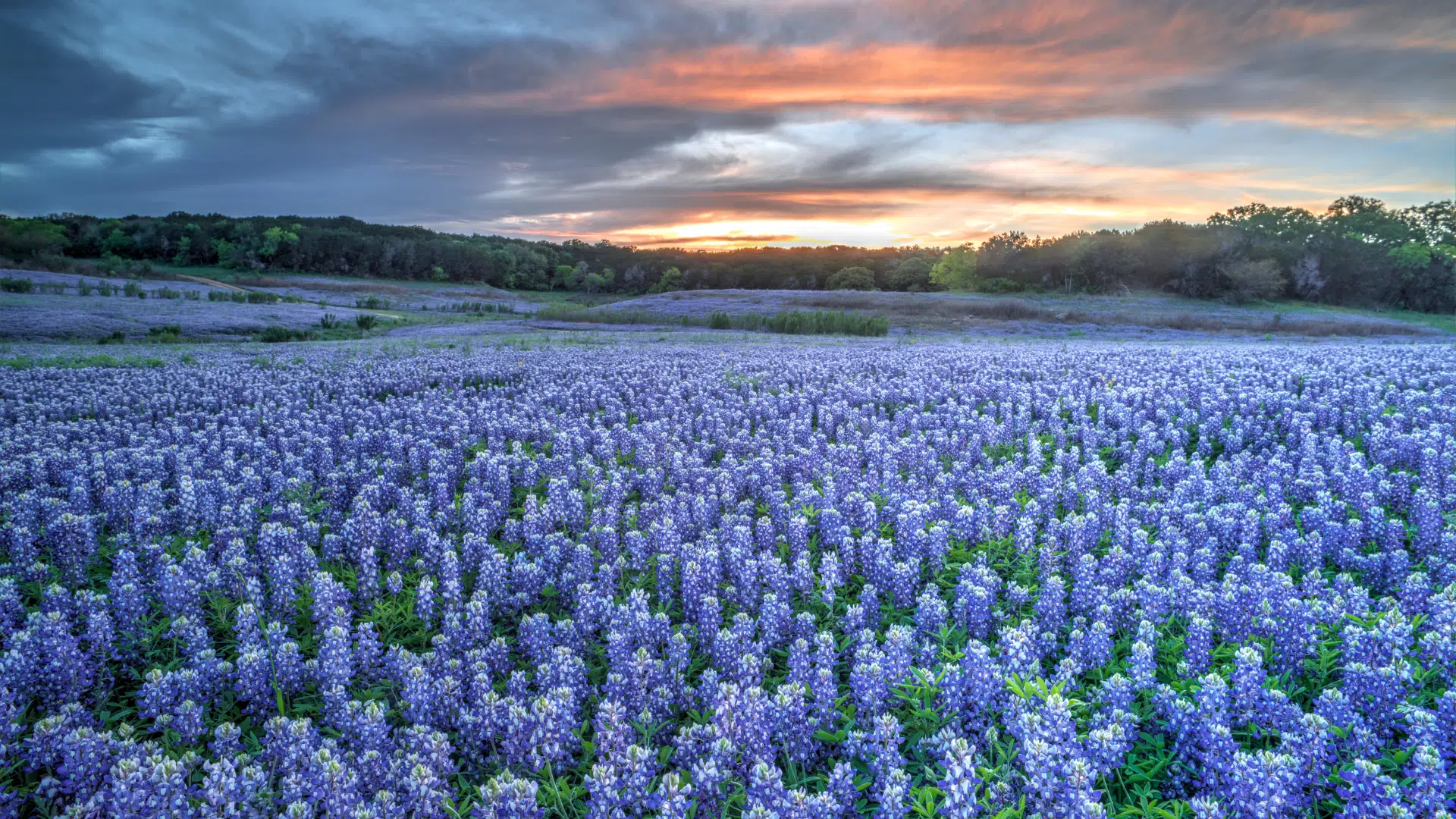 Featured image for Spring at The Farm: Bluebonnets in Bloom