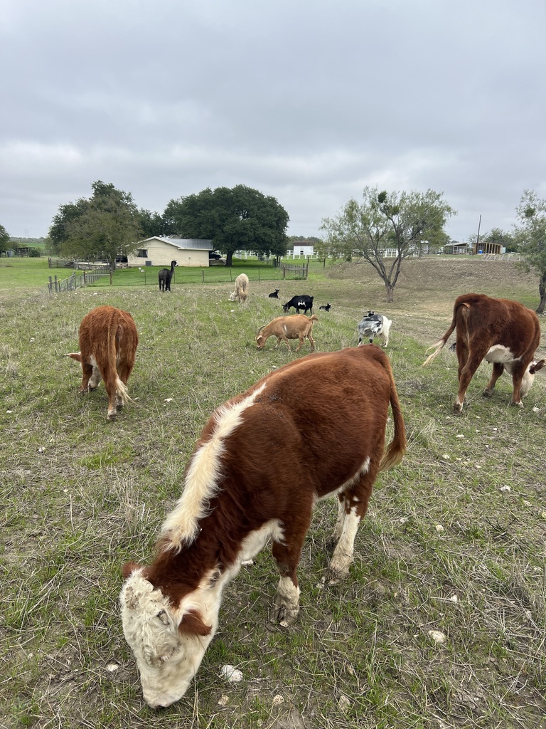 The Farm Experience