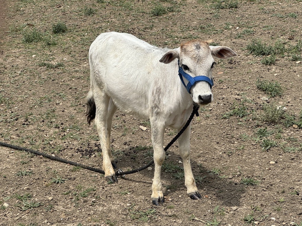 Farm Animals