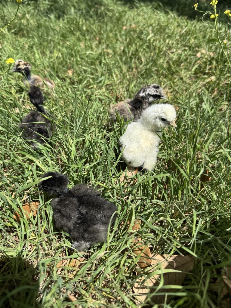 Featured image for Nigerian Dwarf Goats: The Perfect Farm Companions for Your Homestead
