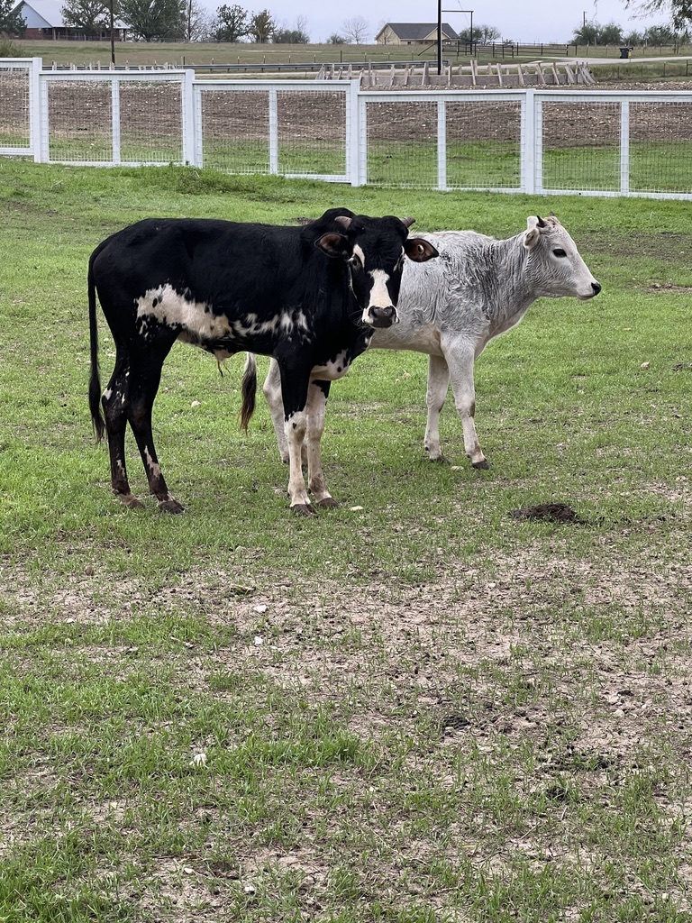 The Farm Texas property with rolling hills in San Marcos, Texas Hill Country