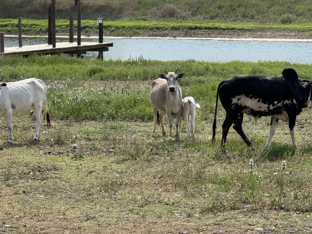 Cattle grazing by the pond at The Farm Texas
