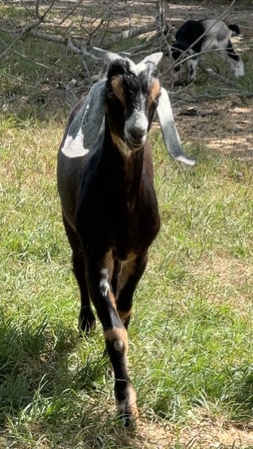 Friendly goat trotting through the pasture