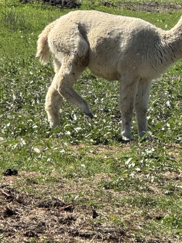 Alpaca grazing in the green pasture