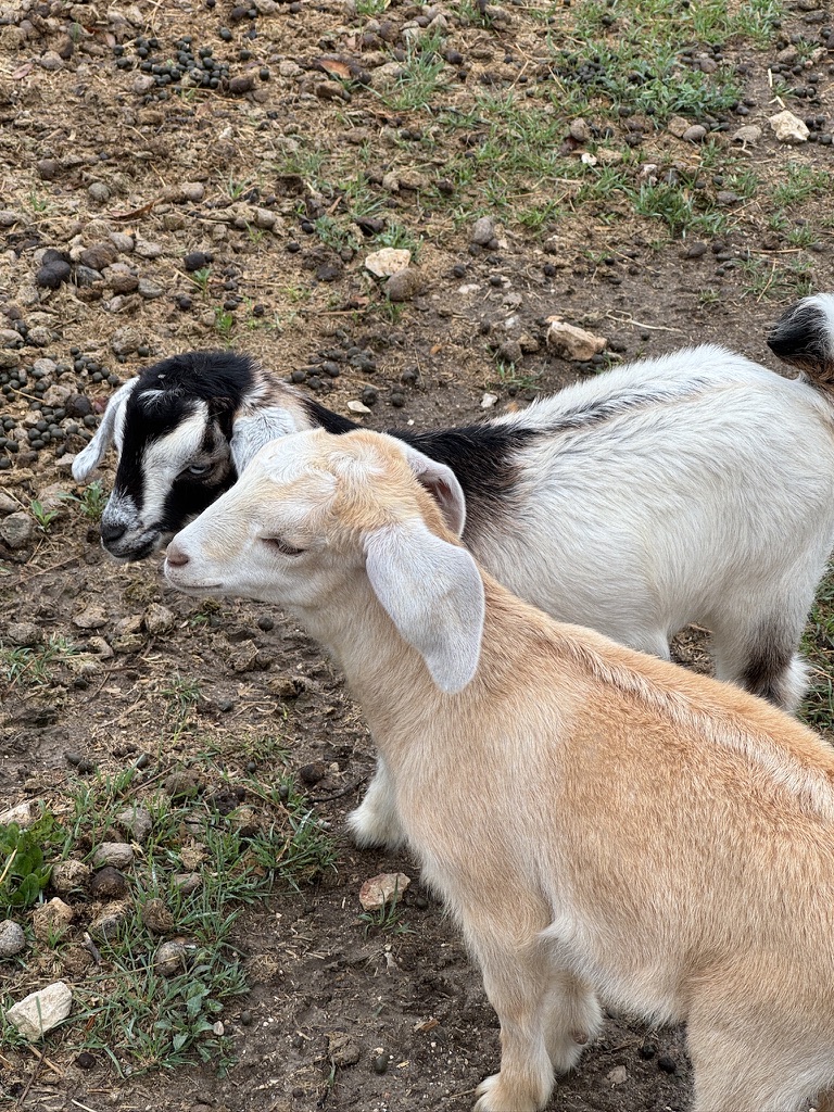 Adorable baby goats playing on the farm