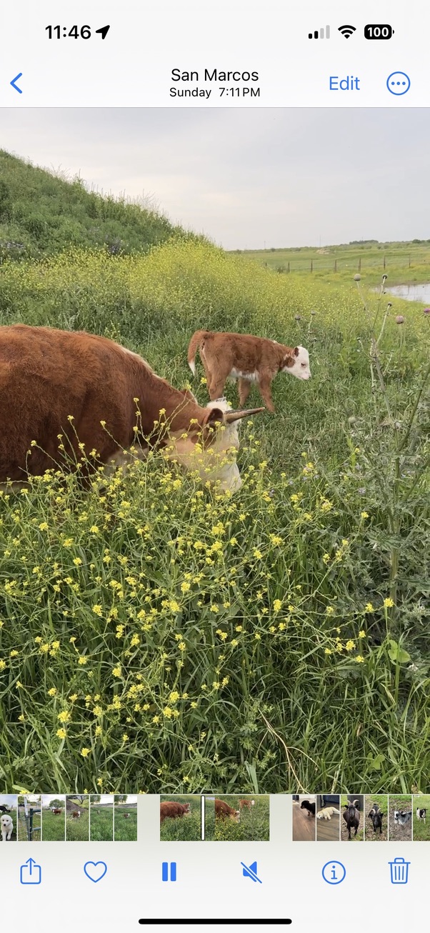 Cow and calf grazing in wildflower meadow
