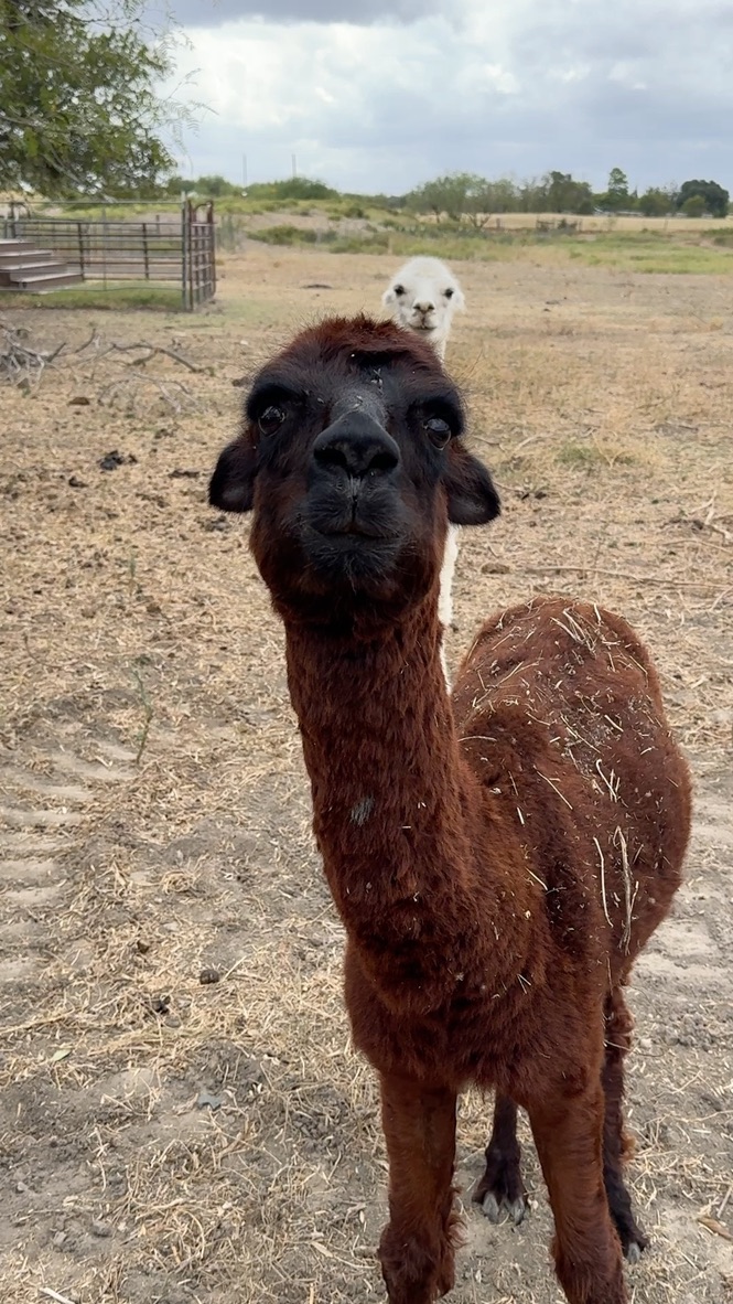 Curious brown alpaca with white friend in background