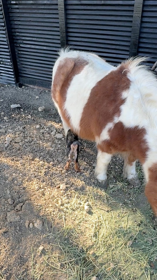 Adorable mini horse munching on hay