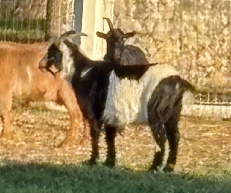 Goats enjoying the sunny pasture