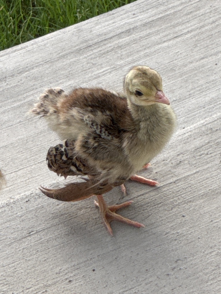 Baby peacock chick exploring the farm
