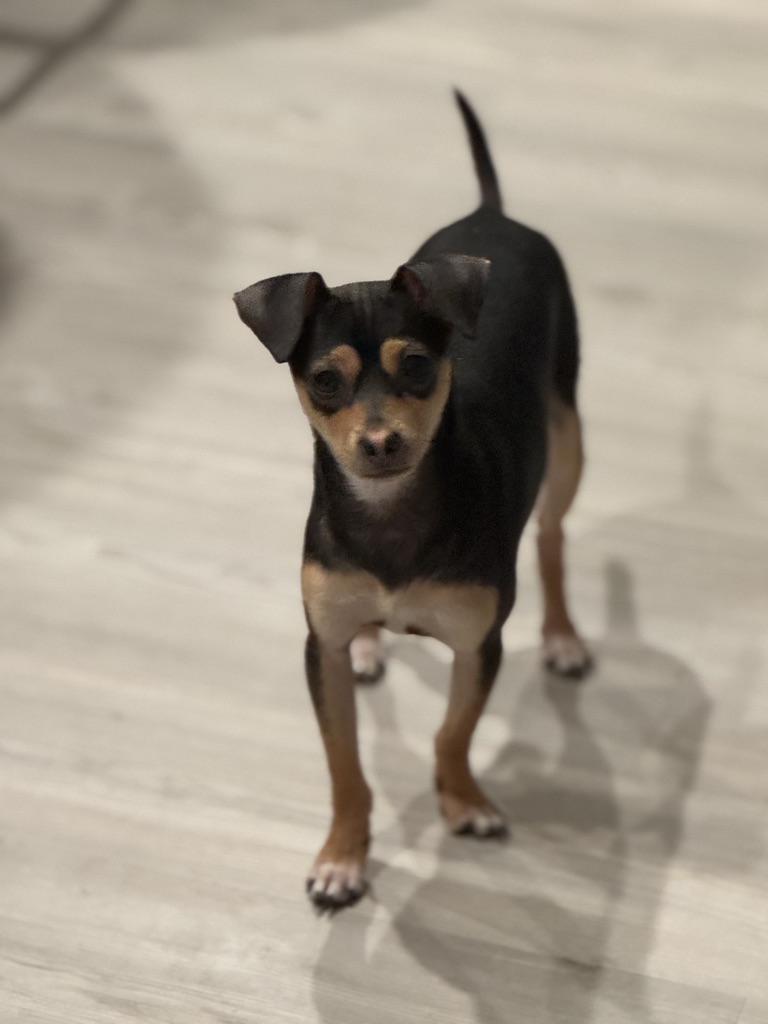 Curious miniature pinscher on the porch