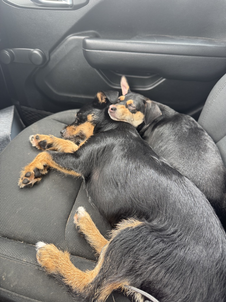 Two sleepy farm dogs cuddling together