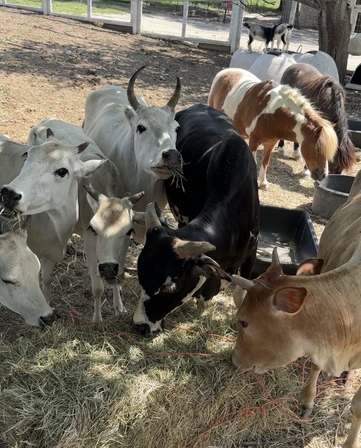 Farm animals gathering at feeding time - cows, goats, and mini horse