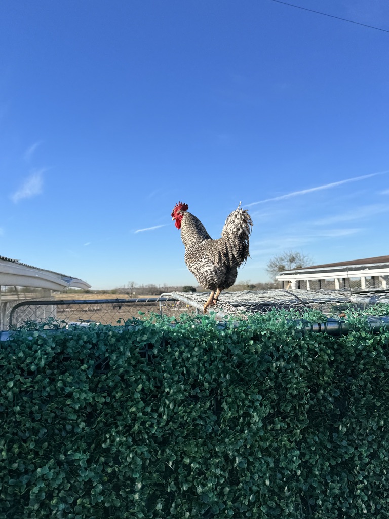 Proud rooster perched on hedge against blue sky