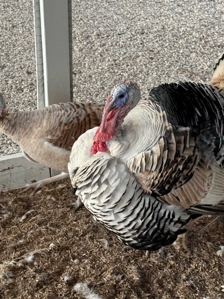 Colorful farm turkey with impressive feathers
