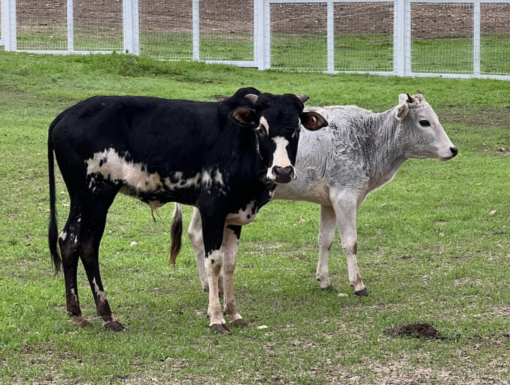Black and white cow with grey friend in green pasture