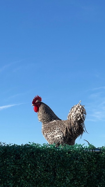 Handsome rooster portrait with beautiful plumage