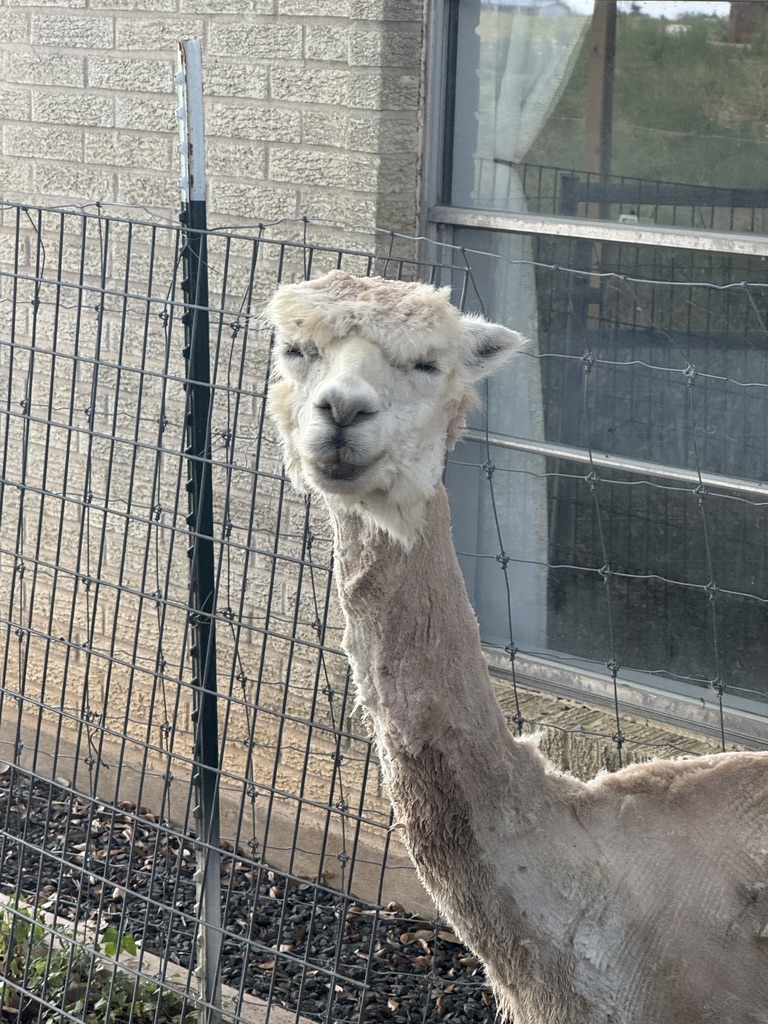 White alpaca posing for the camera