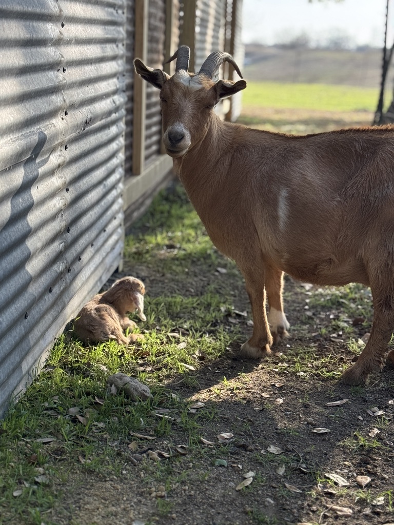 Mother goat watching over sleeping baby in the shade