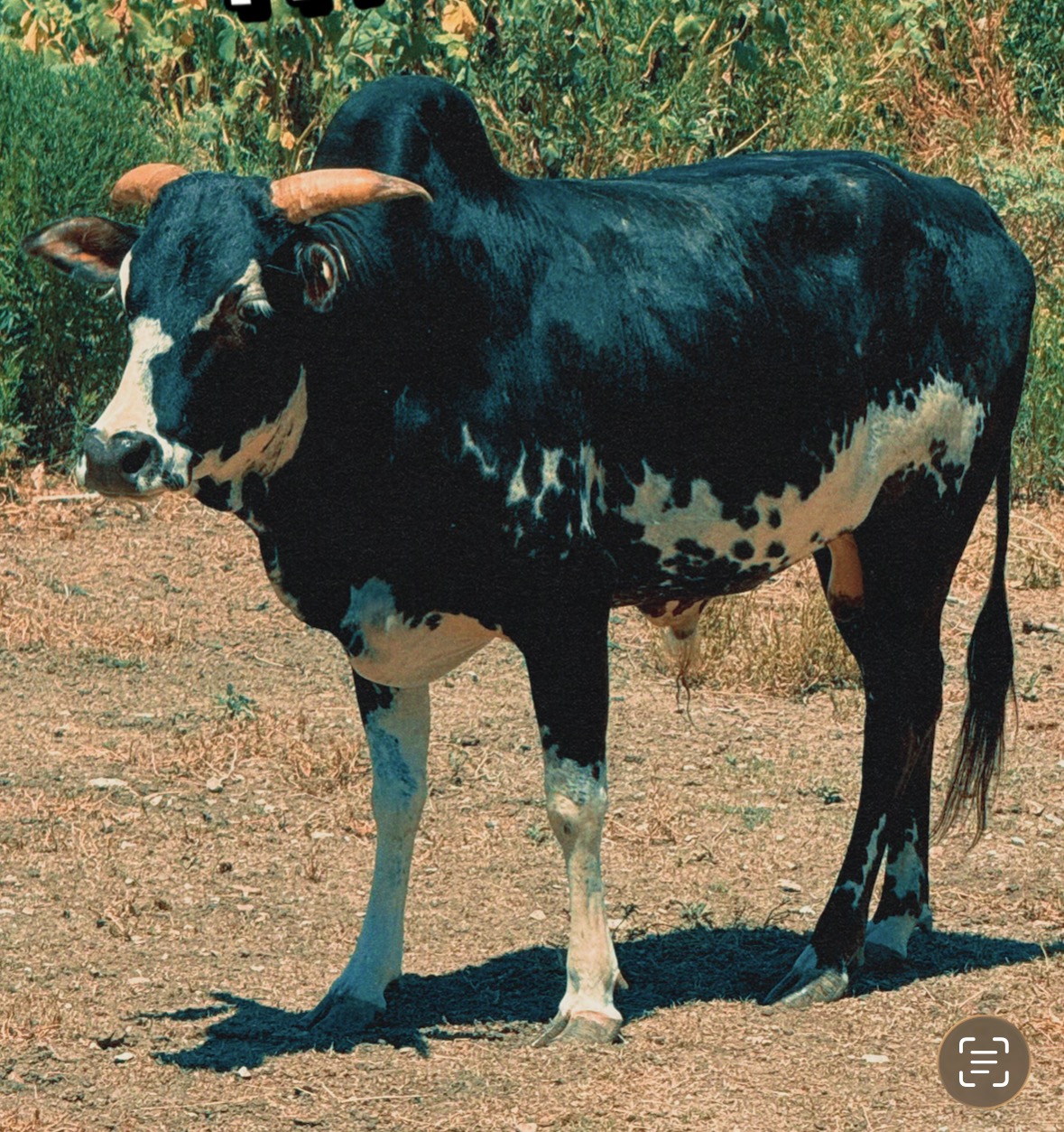 Beautiful spotted bull with horns