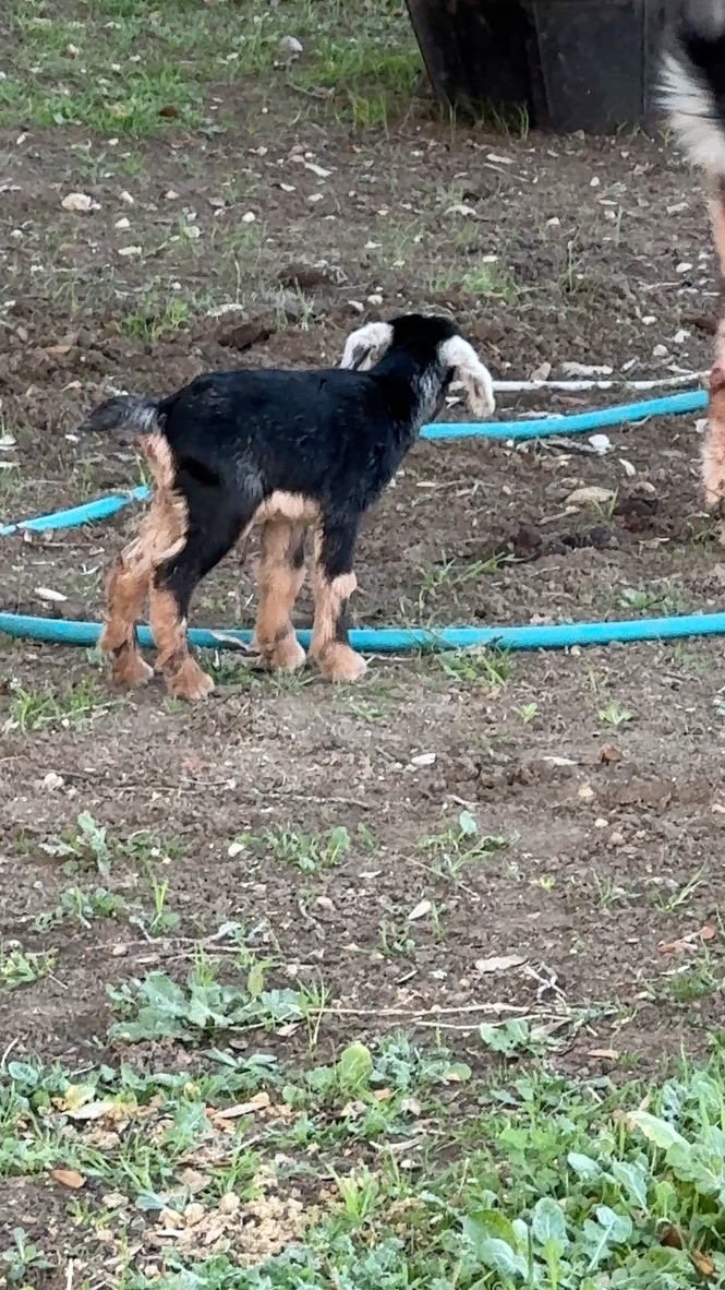Fuzzy black baby goat exploring the farm