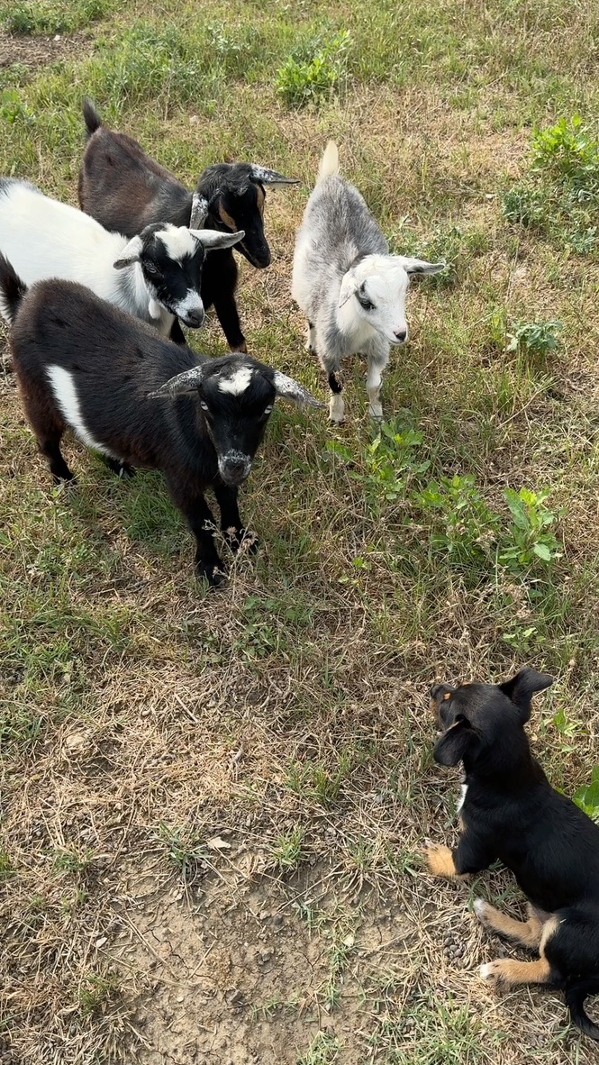 Baby goats playing with farm dog