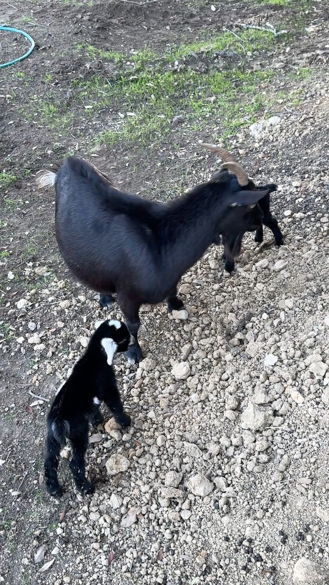 Black mama goat with her baby kid