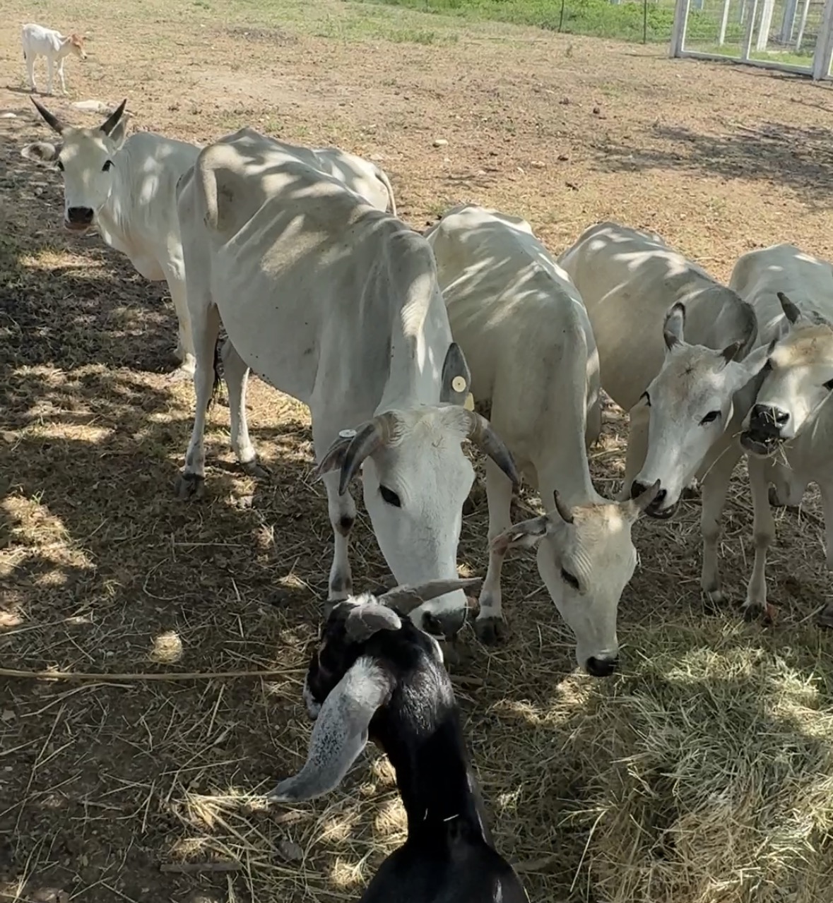 Brahman cattle with goat at feeding time