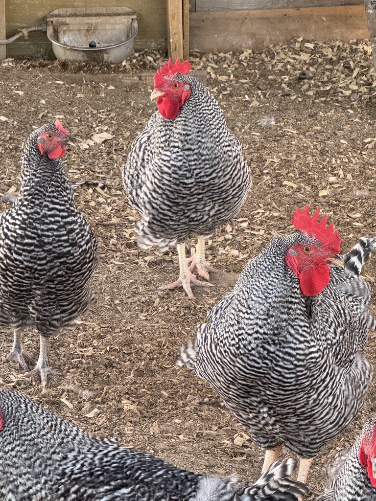 Barred Rock chickens in the coop