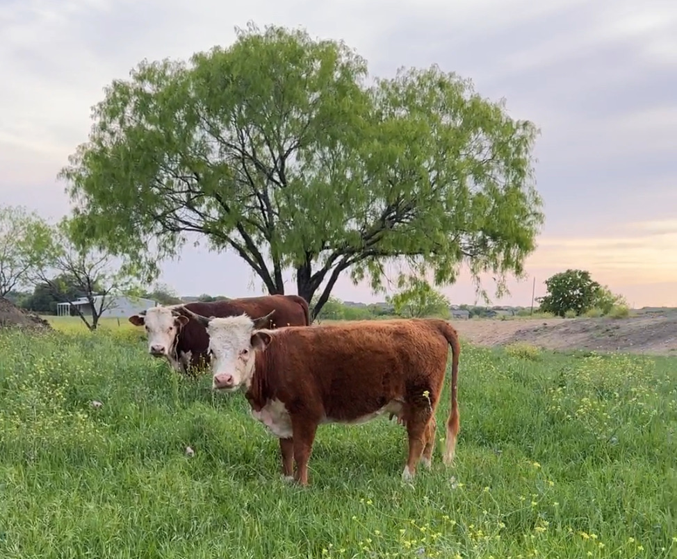 Hereford cattle at golden hour under beautiful tree