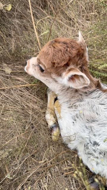 Sweet baby calf resting in the grass