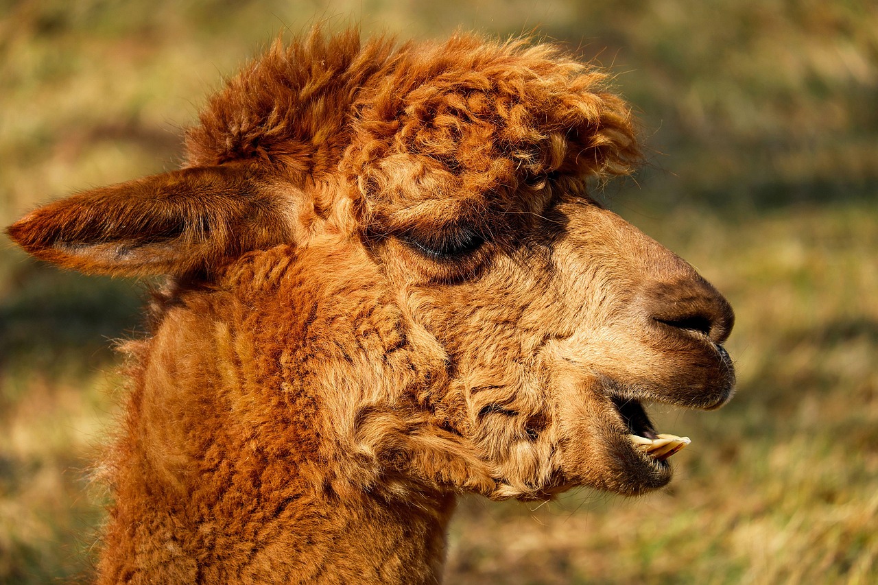 Alpacas at The Farm Texas