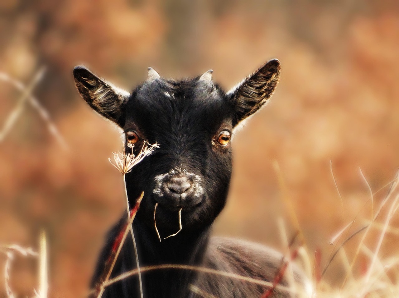 Goats at The Farm Texas